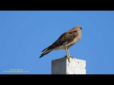 Chimango (Daptrius chimango, Chimango Caracara) por Antonio Silveira.