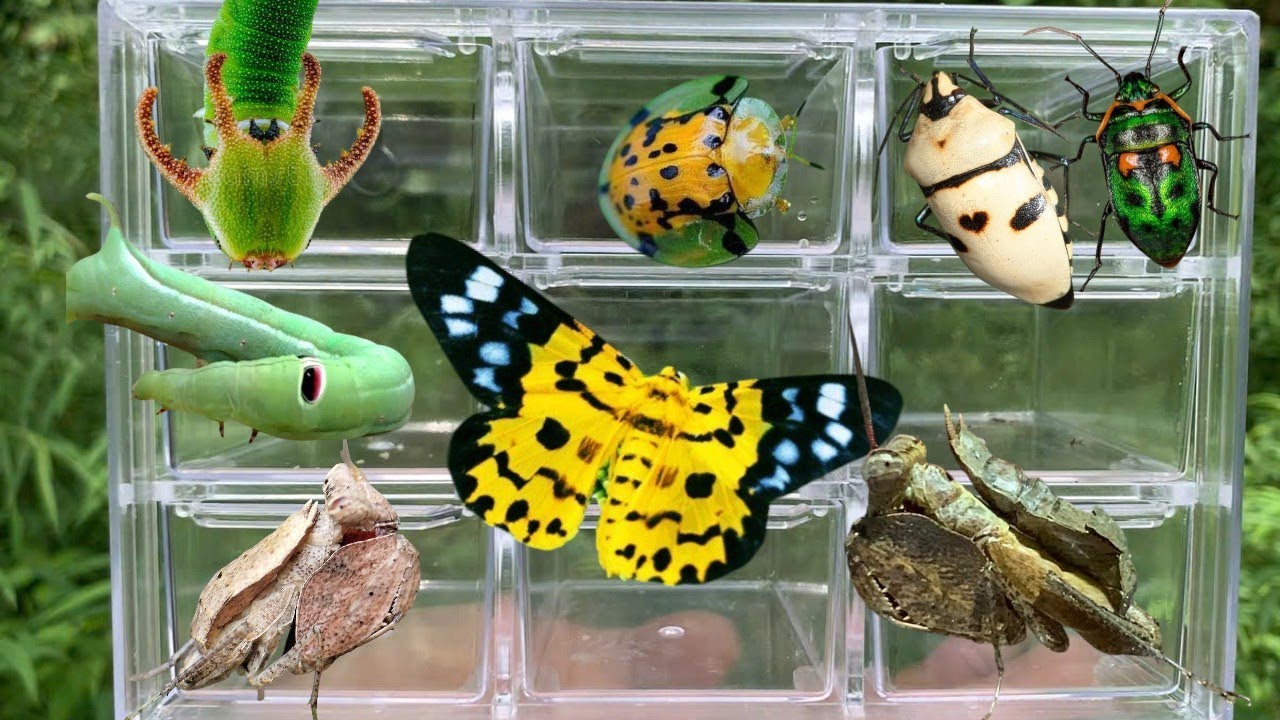 Amazing Insects Collection Found in Nature 🐛🦋 - YouTube