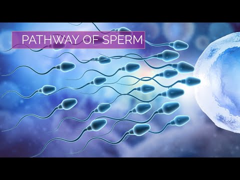 Pathway of Sperm | Male Reproductive System |