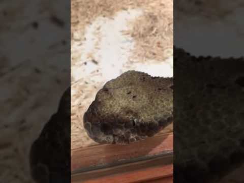 White Alligator , Snakes , turtles