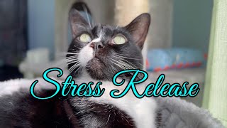 Music and Cats for Stress Release (4K)