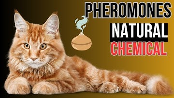 Top 10 Benefits of a Pheromone Diffuser for cats