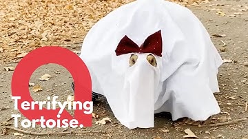 A pet Tortoise known for her fancy dress outfits dons a spooky ghost outfit for Halloween | SWNS