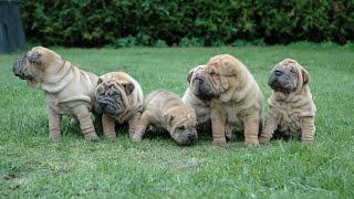 How to Groom and Bathe Your Chinese SharPei | Tips for a StressFree Grooming Experience
