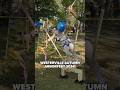 Autumn Arborfest 2024! #arborist #trees #shorts