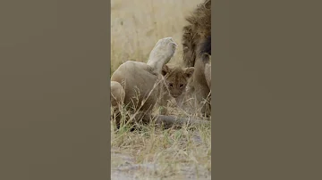 #cute #lion #cub tries to wake dad.