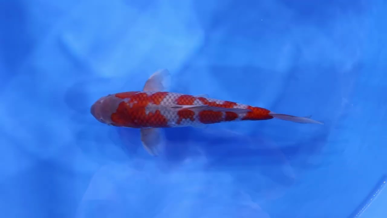 ライブ鯉クリスマスオークション 2025】251221-003の出品鯉のご紹介