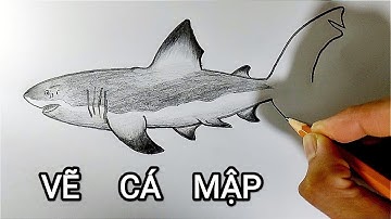 Vẽ CÁ MẬP bằng bút chì | How to draw a Shark