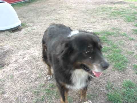 Texas Best Choice Animal Rescue, Dollar