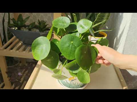 Video: Pilea Archa