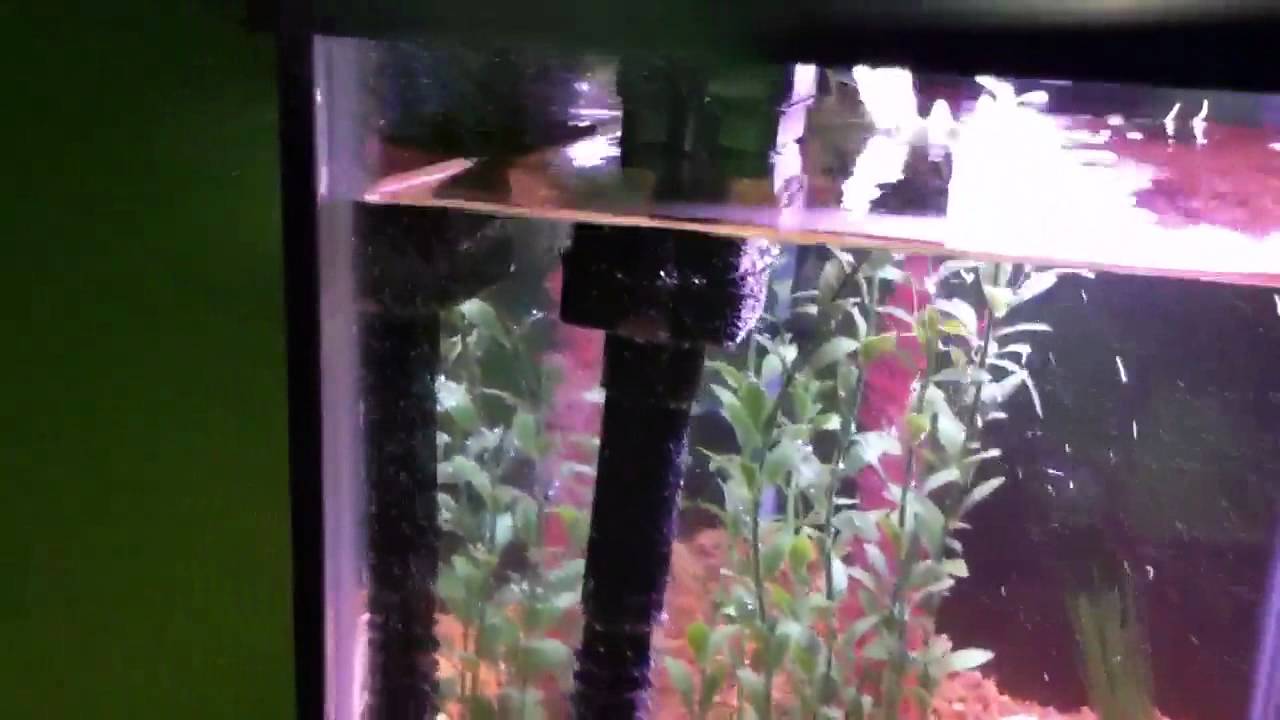 gallone My new 29 gallon tropical fish tank