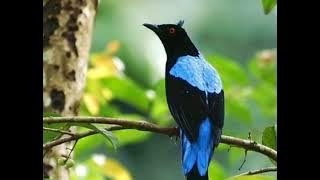 suara cucak biru ribut bagus buat pikat