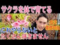 【サクラ】基礎知識や植え替え、剪定など上手に育てる方法を実践で解説します。