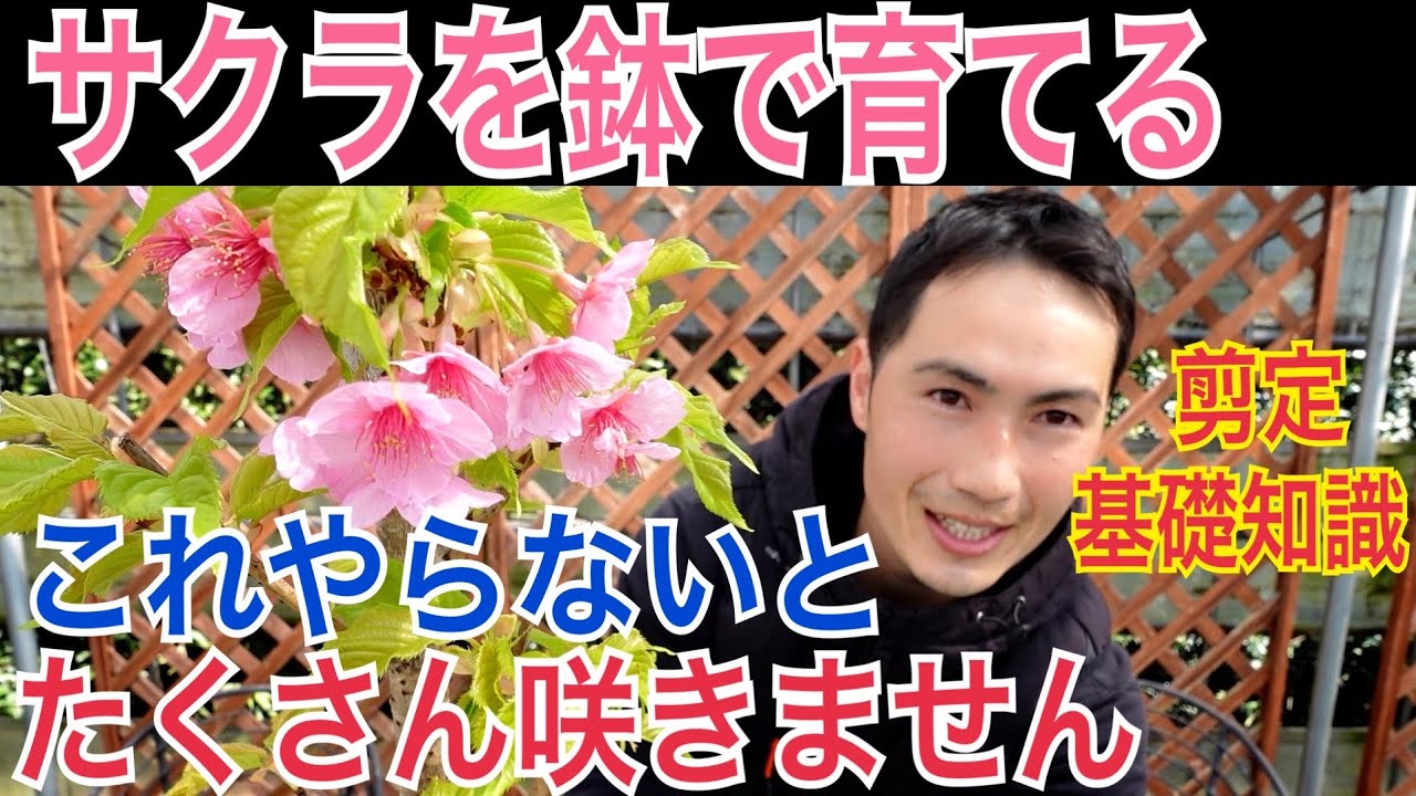 【サクラ】基礎知識や植え替え、剪定など上手に育てる方法を実践で解説します。
