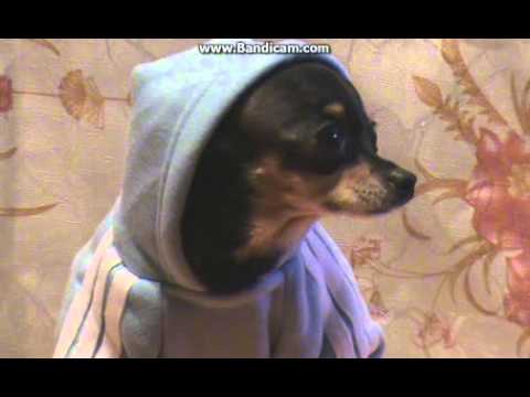 ლინდა ლამაზმანი