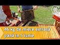 46 kg de miere extrasa pana in 5 iunie