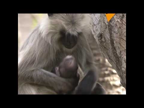 Video: Ako Potešiť Opicu? Novoročné Recepty