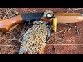 Black francolin  pheasant hunting kauai  catch  cook katsu  20232024 season