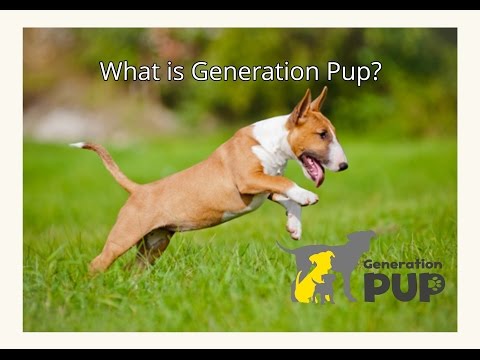 Generation Pup - What is the project about?