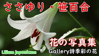 花便り＞大神神社の笹百合｜清愁