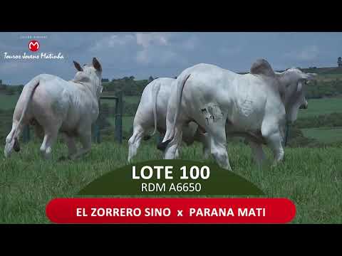 LOTE 100