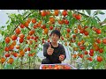 Ojalá hubiera conocido antes este método de cultivar tomates. Muchas frutas grandes y suculentas.
