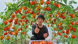 Wish I knew this method of growing tomatoes sooner. Many large and succulent fruits