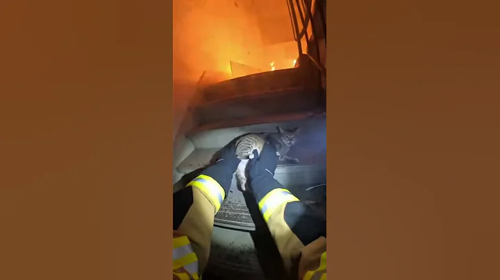 She Ran Back Into the Fire… Pregnant 😭🔥 |#shorts #shortvideo