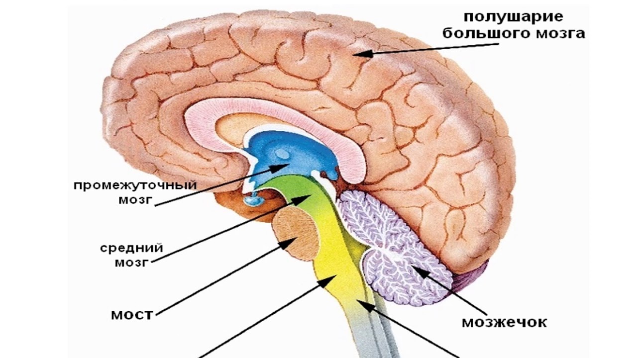Длинные отростки головного мозга. Отделы головного мозга продолговатый мозг. Отдел мозга продолговатый мозг расположение. Строение продолговатого отдела головного мозга. Продолговатый мозг строение.