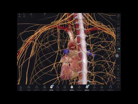 Why does eating food or drinking alcohol trigger Atrial Fibrillation AF?An illustrated explanation