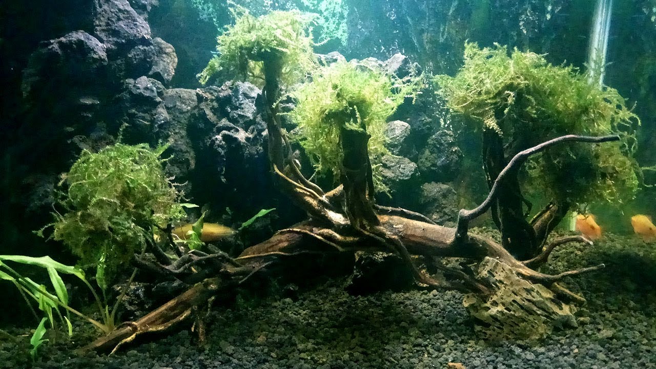  Hiasan  Aquascape