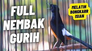 Download lagu MURAI BATU GACOR FULL ISIAN TEMBAKAN MEWAH GURIH UNTUK MELATIH MURAI BONGKAR ISIAN