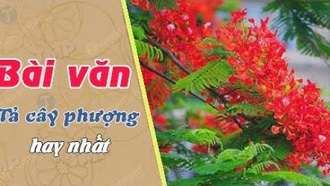 Bài văn miêu tả cây hoa phượng vĩ. Tập làm văn lớp 4