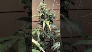 Near harvest