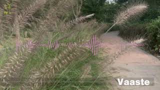 Vaaste | Cover by Korean | Audio only | Dhvani Bhanushali, Tanishk Bagchi