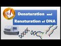 Denaturation and Renaturation of DNA