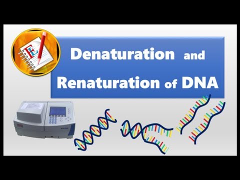 Video: Hvilke kjemiske bindinger brytes under renaturering av DNA?
