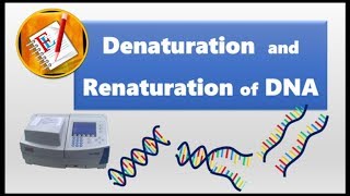 Denaturation and Renaturation of DNA
