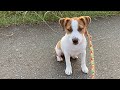 生後4か月になった子犬、ミミズを食べる　ジャックラッセルテリア【なのは】
