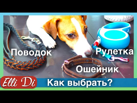 Рулетка, ошейник, поводок для собак | Покупки из зоомагазина | Elli Di Собаки