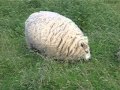 Fat sheep