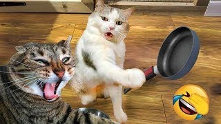 New Funniest Animal Videos 2024 Funny Animals Compilation #2024 by Yuppy Pets 10 views 3 months ago 10 minutes, 19 seconds