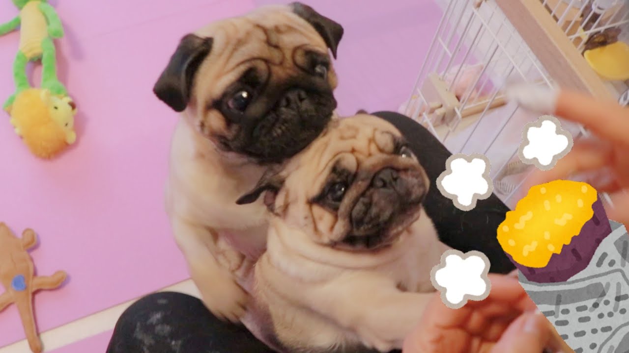 My pug farts when eats baked sweet potato (English subtitles