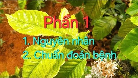 Phần 1. Bệnh vàng lá thối rễ cà phê. MV Nhân Trí