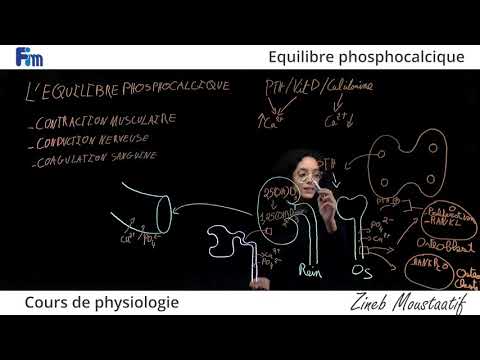 Cours de Physiologie (l&rsquo;Equilibre Phosphocalcique)