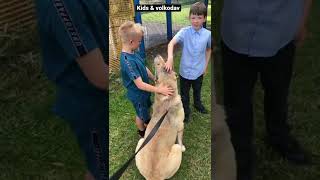 Volkodav Russian Alabai import #viral #workingdog #centralasianshepherddog #volkodav #kangal