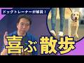 愛犬が喜ぶ散歩をするためにしてあげたいことをドッグトレーナーが解説【楽しい散歩】