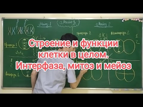 Строение и функции клетки в целом. Интерфаза, митоз и мейоз. Structure and function of the cell