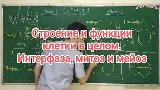 Строение и функции клетки в целом. Интерфаза, митоз и мейоз. Structure and function of the cell