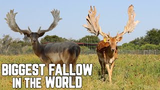 Fallow Deer Farmer SHOOT OUT